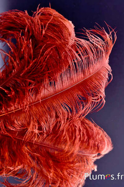 Strauss - 30-40 cm - schokolade